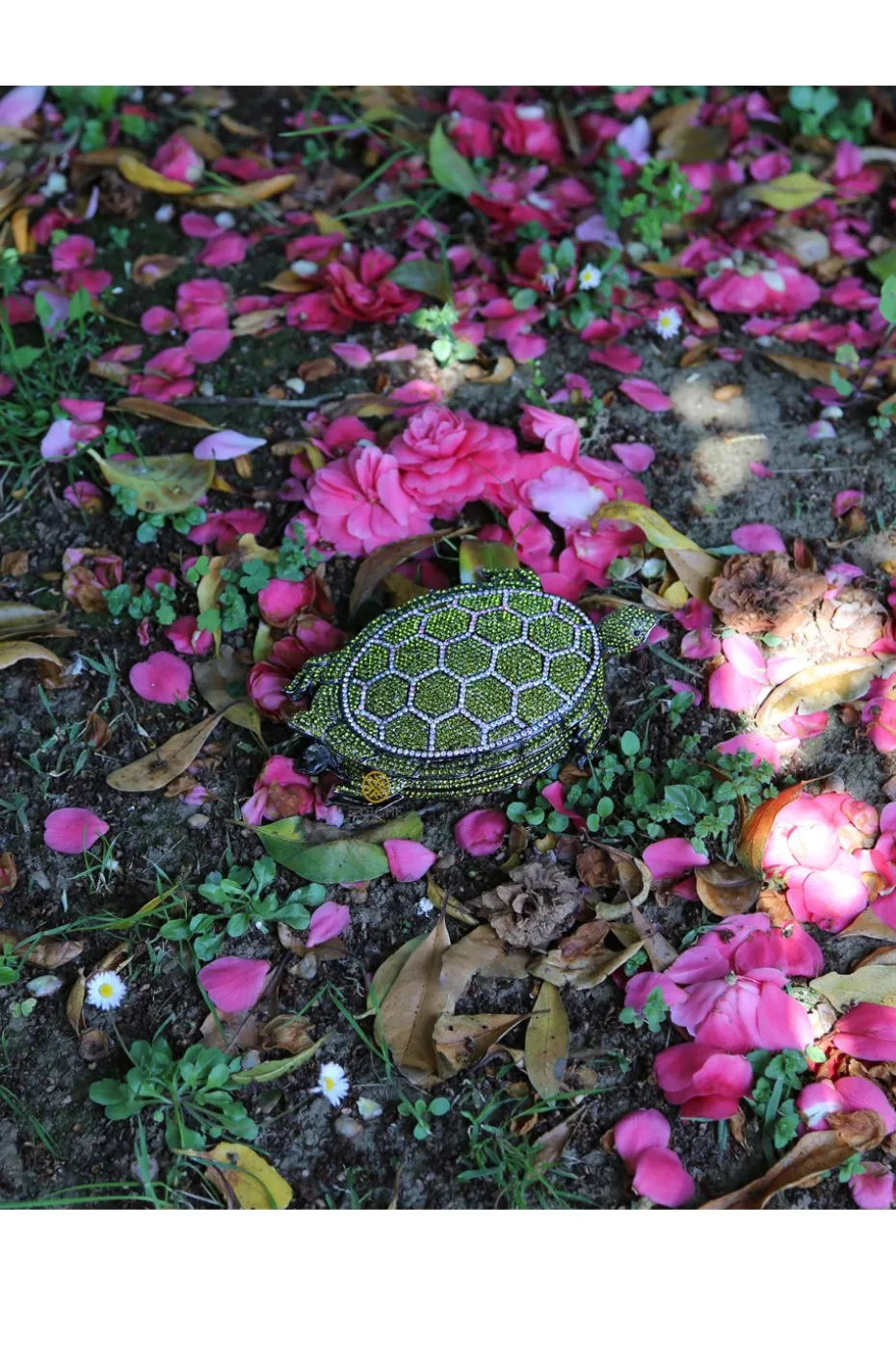 TURTLE CLUTCH